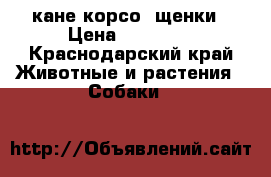 кане-корсо  щенки › Цена ­ 15 000 - Краснодарский край Животные и растения » Собаки   